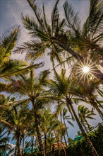 A view between palm trees into the sky and a sun star at the Indian Ocean