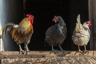 Rooster and hens perched in a farmyard. AGF Educational Farm