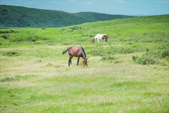 Horses in the green field eating herbs with mountains in the background
