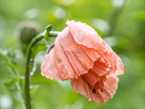 Raindrops on Oriental Poppy