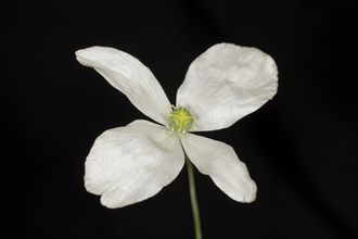 White opium poppy