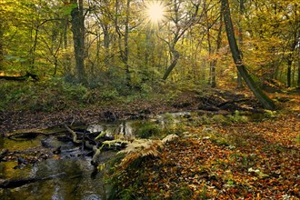 Red brook in autumnal Hiesfeld Forest with sun star