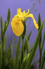 Marsh iris