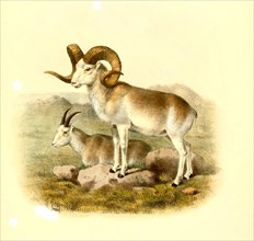 Pamirian breed of Marco Polo sheep