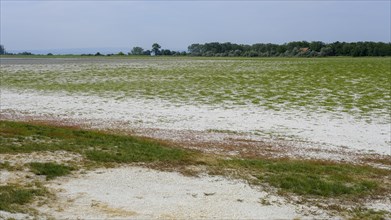 Dried-up salt puddle in late summer
