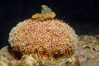 Poison pincer sea urchin