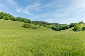 Sunny green landscape of clearing in forest bodure in spring. Kaiserstuhl