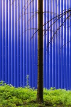 Blick durch den Wald auf eine Fassade einer blauen Fabrikshalle