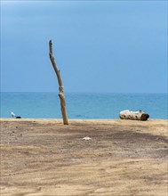 Wooden pole and driftwood on deserted beach
