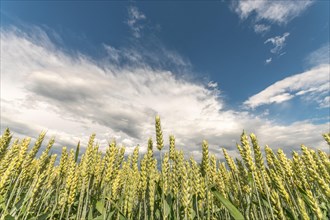 Wheat field in spring in plain. Alsace