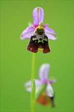 Bumblebee Ragwort