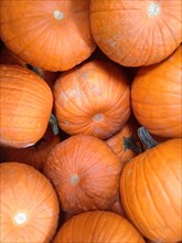 Several large pumpkins at the pumpkin patch abstract