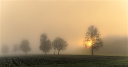 Baumreihe im Nebel bei Sonnenaufgang