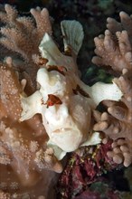 White painted frogfish