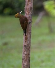 Chestnut-colored woodpecker