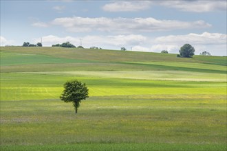 Nature reserve of Rotenbach meadows in High Black Forest. Friedenweiler