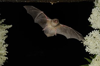 Common bent-wing bat