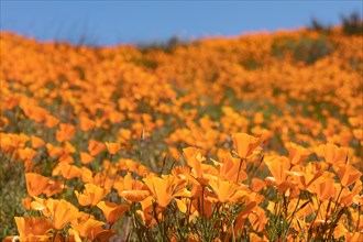 Seasonal california poppies bloom landscape