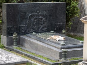 Cat lying on a gravestone
