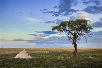 Tree and termite mound on the edge of the salt pan