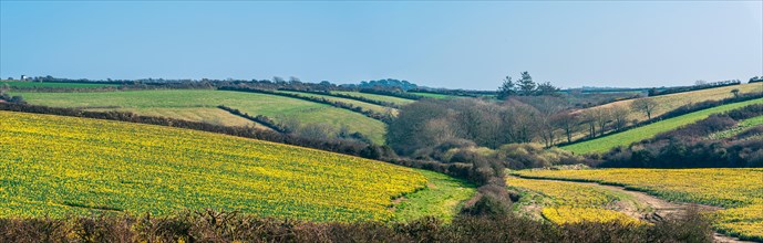 Panorama over Daffodil farm in Cornwall from a drone