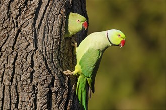 Two collared parakeets