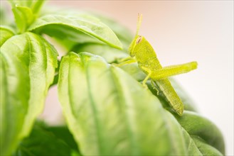 Small green grasshopper close-up resting on basil leaves