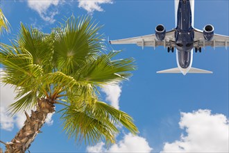 Bottom view of passenger airplane flying over tropical palm trees