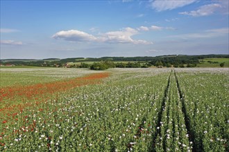 Field with Waldviertel grey poppy