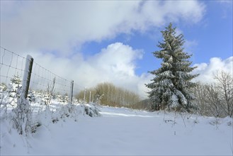 Snow-covered field path