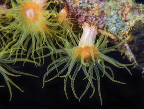 Yellow calyx coral