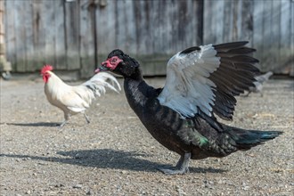 Muscovy duck opening its wings in a farmyard