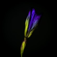 Head of purple iris on a black background