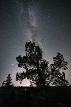 Silhouette of a tree against night sky