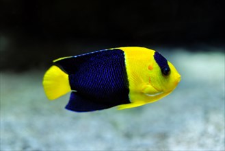 Bicolor angelfish aka