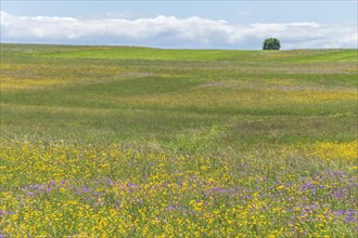 Nature reserve of Rotenbach meadows in High Black Forest. Friedenweiler