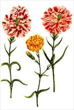 Caryophyllus hortensis