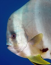 Close-up of head of roundhead batfish