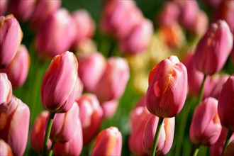 Blooming pink tulips flowerbed in Keukenhof flower garden