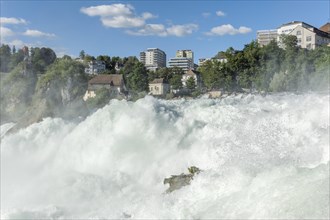 Waterfall of Rhine Falls in spring