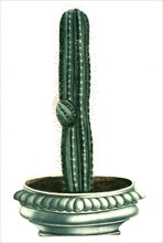 Cactus erectus