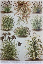 Historische Bilder von Pflanzen aus der Familie der Graeser: