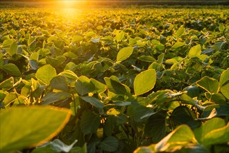 Closeup of green plants of soybean on field. Agricultural sunset landscape