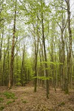 Beech forest with fresh greenery