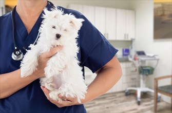 Female doctor or nurse veterinarian with small puppy in office