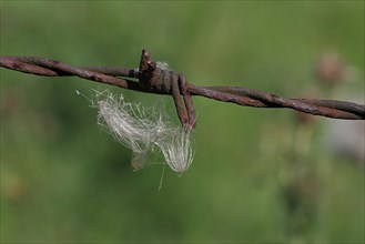 Barbed wire with stuck dandelion seed
