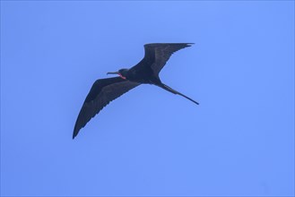 Male magnificent frigatebird