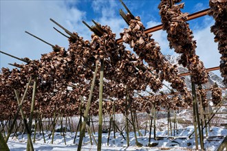 Drying flakes with stockfish cod fish heads in winter