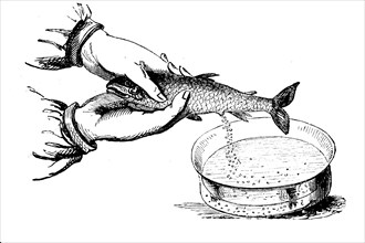 Artificial insemination in fish in 1880