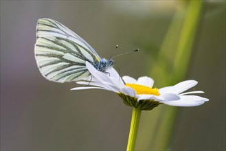 Rape white butterfly